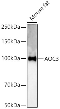 Anti-VAP1 Antibody
