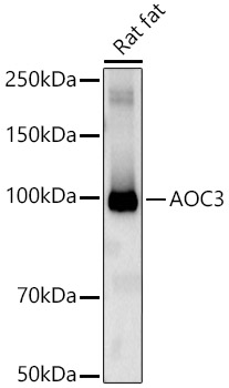 Anti-VAP1 Antibody Anti-VAP1 Antibody