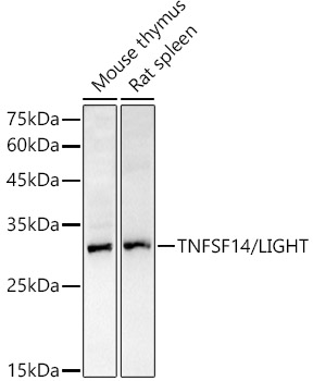 Anti-LIGHT / TNFSF14 Antibody