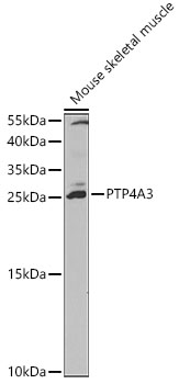 Anti-PTP4A3 / PRL-R Antibody