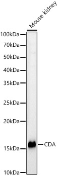 Anti-CDA Antibody