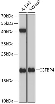 Anti-IGFBP4 Antibody