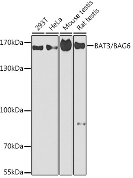 Anti-BAT3 / BAG-6 Antibody