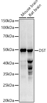Anti-Dystonin / BPA Antibody