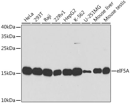 Anti-eIF5A Antibody - Identical to Abcam (ab187177)