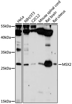 Anti-Msx2 / Hox8 Antibody