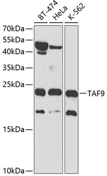 Anti-TAF9 Antibody