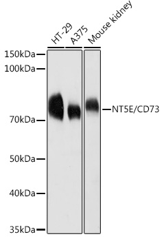 Anti-CD73 Antibody - Identical to Abcam (ab175396)