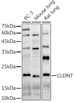 Anti-Claudin 7 / CLDN-7 Antibody
