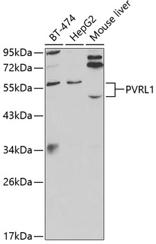 Anti-PVRL1 / NECTIN1 Antibody