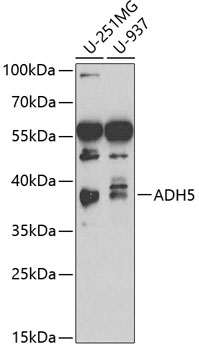 Anti-ADH5 Antibody - Identical to Abcam (ab175406)