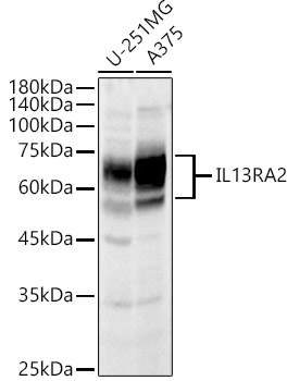 Anti-IL-13 receptor alpha 2 Antibody