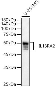 Anti-IL-13 receptor alpha 2 Antibody Anti-IL-13 receptor alpha 2 Antibody