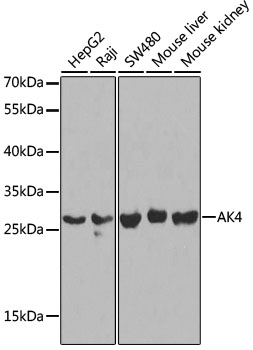 Anti-AK3L1 Antibody - Identical to Abcam (ab196792)