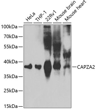 Anti-CAPZA2 Antibody - Identical to Abcam (ab175378)