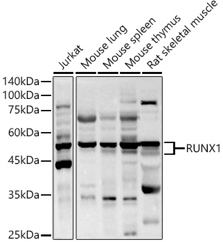 Anti-RUNX1 / AML1 Antibody