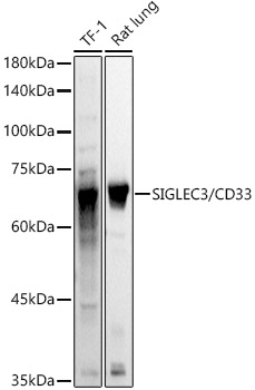 Anti-CD33 Antibody