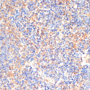 Anti-CD33 Antibody Anti-CD33 Antibody