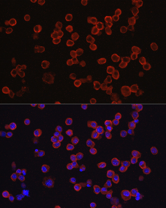 Anti-CD33 Antibody Anti-CD33 Antibody