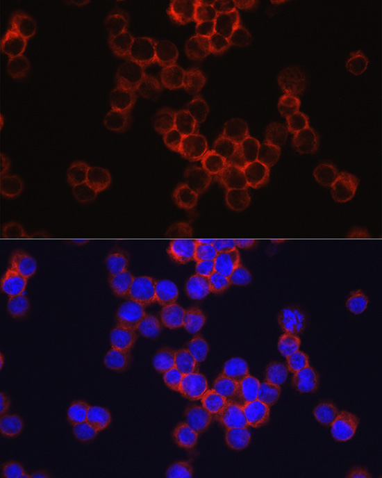 Anti-CD33 Antibody Anti-CD33 Antibody