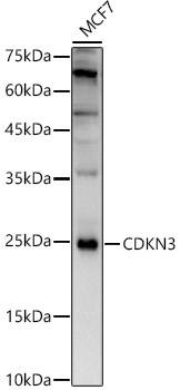 Anti-CDKN3 Antibody - Identical to Abcam (ab175393)