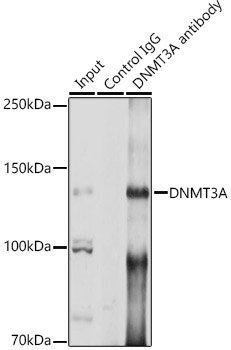 Anti-Dnmt3a Antibody Anti-Dnmt3a Antibody
