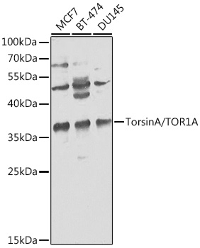 Anti-Torsin A / DYT1 Antibody