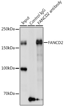 Anti-FANCD2 Antibody - Identical to Abcam (ab175382) Anti-FANCD2 Antibody - Identical to Abcam (ab175382)