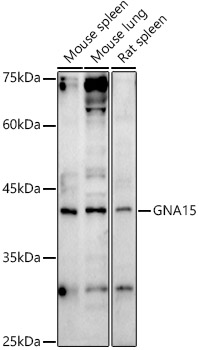 Anti-GNA15 Antibody