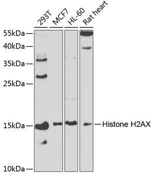 Anti-Histone H2A.X Antibody