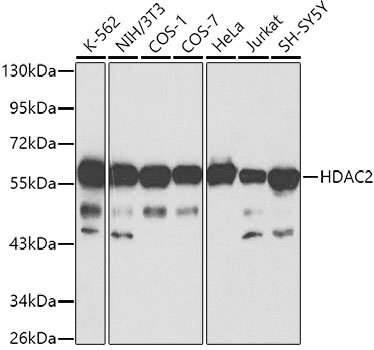 Anti-HDAC2 Antibody