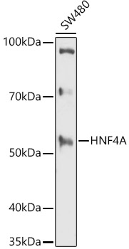 Anti-HNF-4-alpha Antibody