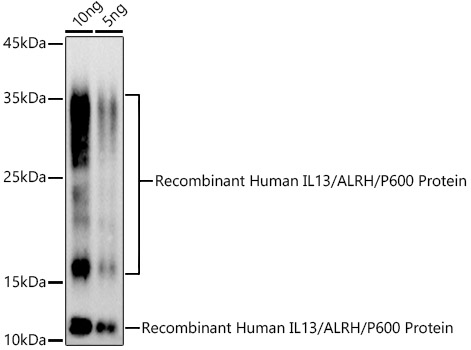 Anti-IL-13 Antibody