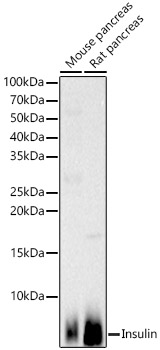 Anti-Insulin Antibody