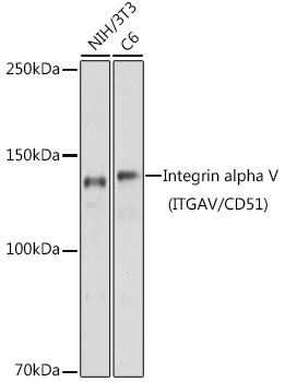 Anti-Integrin alpha V Antibody