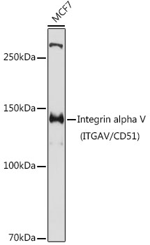 Anti-Integrin alpha V Antibody Anti-Integrin alpha V Antibody