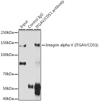 Anti-Integrin alpha V Antibody Anti-Integrin alpha V Antibody