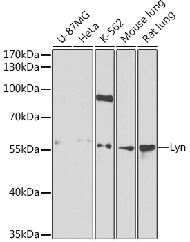 Anti-Lyn Antibody