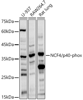 Anti-p40-phox Antibody
