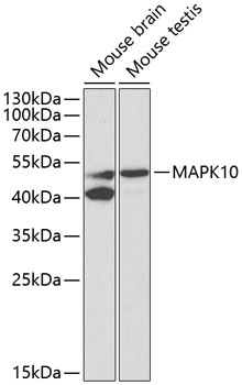 Anti-MAPK10 Antibody