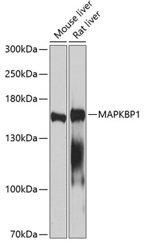Anti-MAPKBP1 Antibody