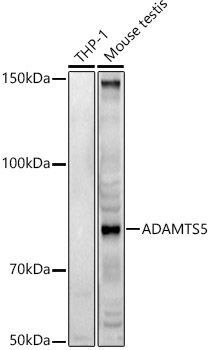Anti-ADAMTS5 Antibody