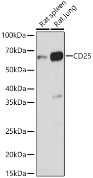 Anti-IL-2 Receptor alpha Antibody