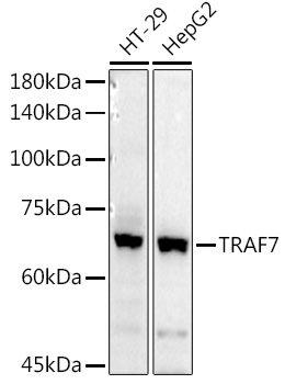 Anti-TRAF7 Antibody