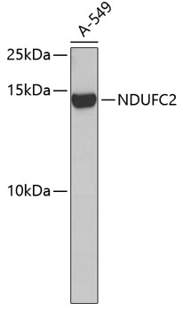 Anti-NDUFC2 Antibody