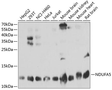 Anti-NDUFA5 Antibody