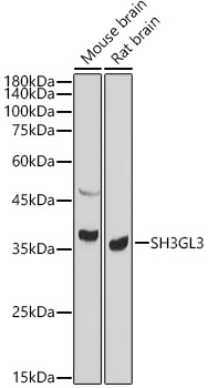 Anti-SH3GL3 Antibody