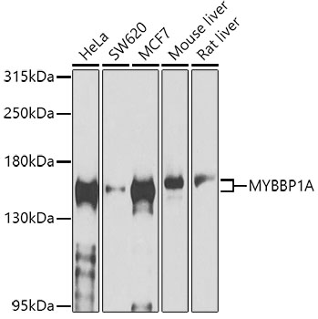 Anti-MYBBP1A Antibody