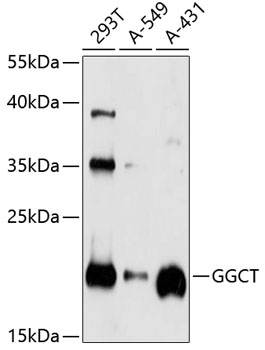 Anti-GGCT Antibody