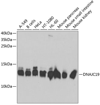 Anti-DNAJC19 Antibody